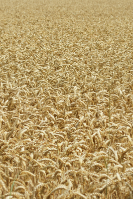 Wheat, par Xavier E. G. Dierick